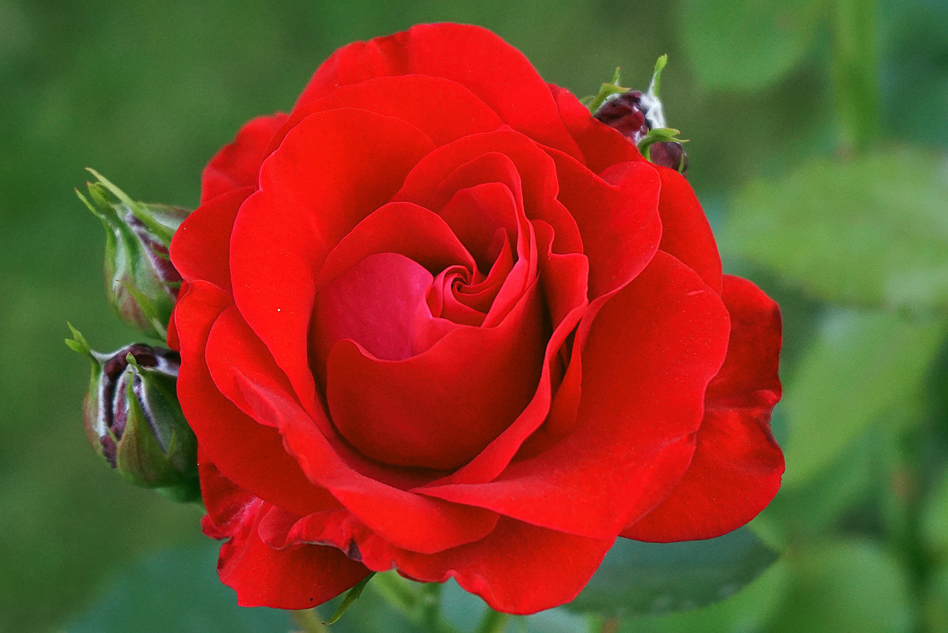 rose-red-5367283_1920.jpg