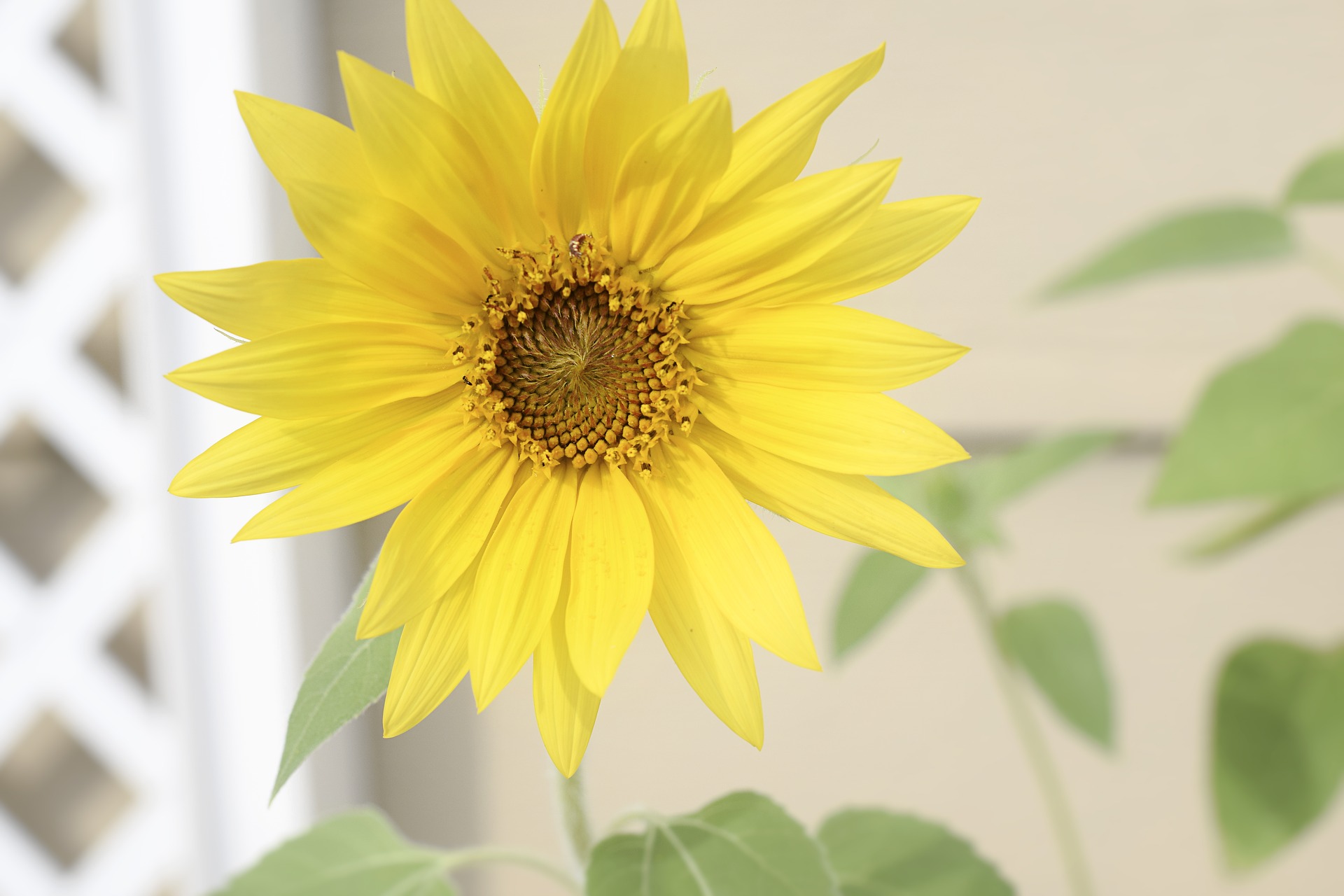 sunflower-2648521_1920.jpg